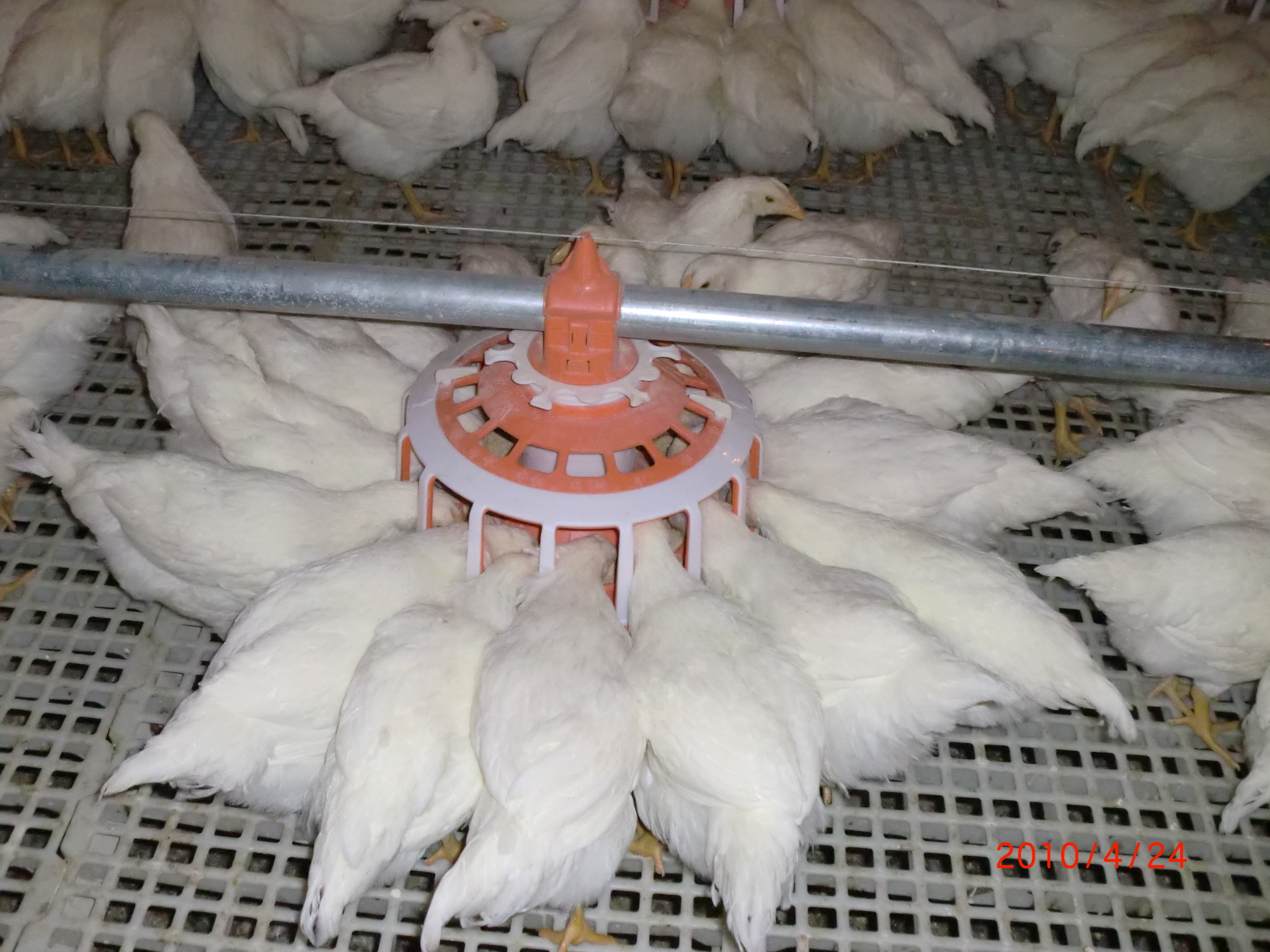 china Pan feeding Breeder equipment
