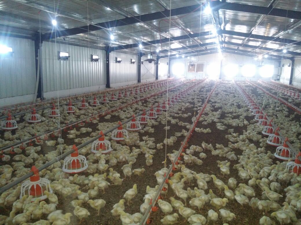 high end quality poultry farm equipment for brolier china