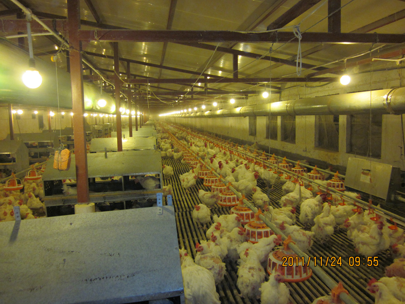 economical poultry equipment products